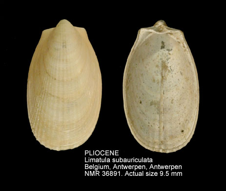 PLIOCENE Limatula subauriculata.jpg - PLIOCENE Limatula subauriculata (Montagu,1808)